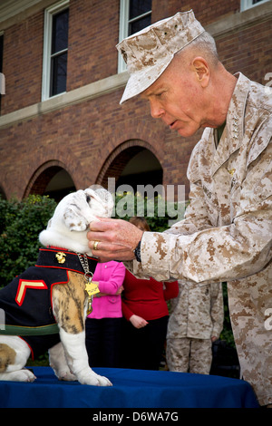 Commandant de l'US Marine Corps, le général James F. Amos animaux Marine Corps entrant mascot Private First Class Chesty XIV au cours de la cérémonie d'ancrage et Eagle Globe pour le 8 avril 2013 à Washington, DC. Le Bulldog anglais a été le choix de la race pour mascotte Marine depuis les années 50, chacun étant nommé Chesty en l'honneur de la fin très décoré le général Lewis Chesty puller. Banque D'Images