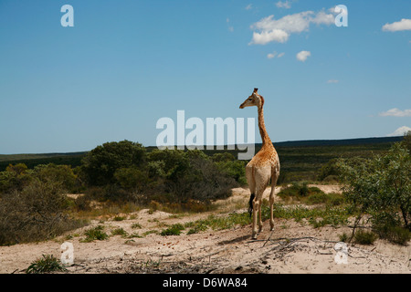 Girafe dans un jeu unique réserve sur la côte ouest de l'Afrique du Sud Banque D'Images