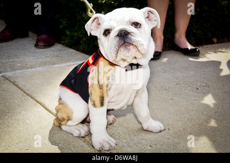 Le Marine Corps entrant mascot Private First Class Chesty XIV après la cérémonie d'ancrage et Eagle Globe le 8 avril 2013 à Washington, DC. Le Bulldog anglais a été le choix de la race pour mascotte Marine depuis les années 50, chacun étant nommé Chesty en l'honneur de la fin très décoré le général Lewis Chesty puller. Banque D'Images