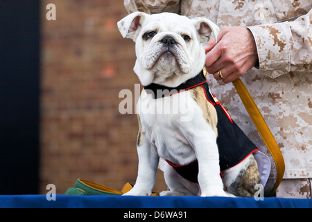 Le Marine Corps entrant mascot Private First Class Chesty XIV est assis sur une table pendant la cérémonie d'ancrage et Eagle Globe le 8 avril 2013 à Washington, DC. Le Bulldog anglais a été le choix de la race pour mascotte Marine depuis les années 50, chacun étant nommé Chesty en l'honneur de la fin très décoré le général Lewis Chesty puller. Banque D'Images