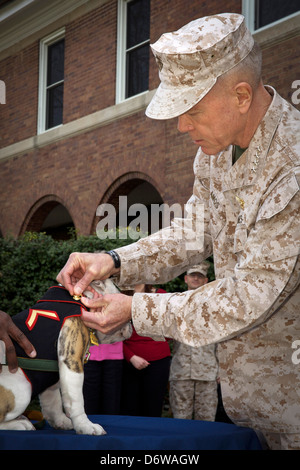 Commandant de l'US Marine Corps, le général James F. Amos pins Marine Corps entrant mascot Private First Class Chesty XIV au cours de la cérémonie d'ancrage et Eagle Globe pour le 8 avril 2013 à Washington, DC. Le Bulldog anglais a été le choix de la race pour mascotte Marine depuis les années 50, chacun étant nommé Chesty en l'honneur de la fin très décoré le général Lewis Chesty puller. Banque D'Images