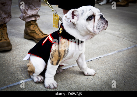 Le Marine Corps entrant mascot Private First Class Chesty XIV au cours de la cérémonie d'ancrage et Globe Eagle pour les Marine Corps mascot Private First Class Chesty XIV le 8 avril 2013 à Washington, DC. Le Bulldog anglais a été le choix de la race pour mascotte Marine depuis les années 50, chacun étant nommé Chesty en l'honneur de la fin très décoré le général Lewis Chesty puller. Banque D'Images