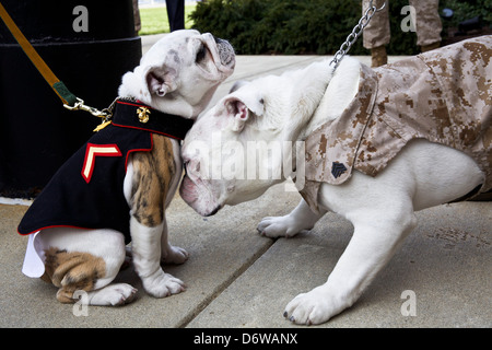 Le Marine Corps sortant mascot, Sgt. Chesty XIII, droite, nuzzles la mascotte marins arrivant Private First Class Chesty XIV au cours de la cérémonie d'ancrage et Eagle Globe pour le 8 avril 2013 à Washington, DC. Le Bulldog anglais a été le choix de la race pour mascotte Marine depuis les années 50, chacun étant nommé Chesty en l'honneur de la fin très décoré le général Lewis Chesty puller. Banque D'Images