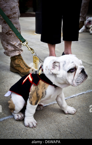 Marine Corps entrant mascot Private First Class Chesty XIV au cours de la cérémonie d'ancrage et Eagle Globe pour le 8 avril 2013 à Washington, DC. Le Bulldog anglais a été le choix de la race pour mascotte Marine depuis les années 50, chacun étant nommé Chesty en l'honneur de la fin très décoré le général Lewis Chesty puller. Banque D'Images