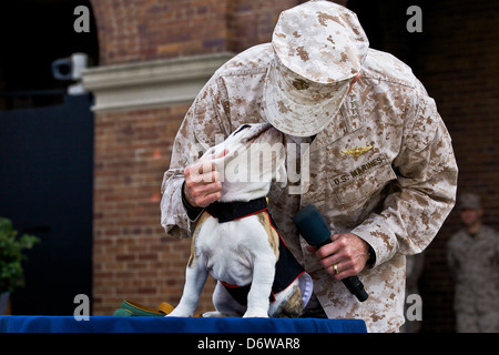 Commandant de l'US Marine Corps, le général James F. Amos animaux Marine Corps entrant mascot Private First Class Chesty XIV au cours de la cérémonie d'ancrage et Eagle Globe pour le 8 avril 2013 à Washington, DC. Le Bulldog anglais a été le choix de la race pour mascotte Marine depuis les années 50, chacun étant nommé Chesty en l'honneur de la fin très décoré le général Lewis Chesty puller. Banque D'Images