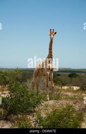Girafe dans le Western Cape, Afrique du Sud Banque D'Images