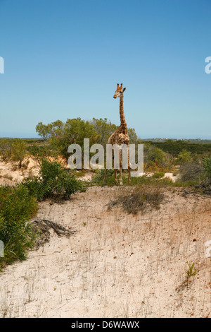 Girafe dans le Western Cape, Afrique du Sud Banque D'Images
