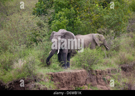 Manger les éléphants dans la forêt au bord de la rivière Banque D'Images