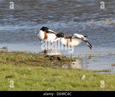 Close up détaillées d'un couple de mâles matures Shelducks (Tadorna tadorna) Banque D'Images