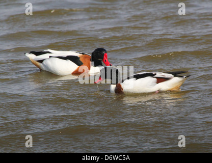 Close up détaillées d'un couple de mâles matures Shelducks (Tadorna tadorna) Ensemble de nourriture dans les zones humides Banque D'Images