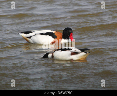 Close up détaillées d'un couple de mâles matures Shelducks (Tadorna tadorna) Ensemble de nourriture dans les zones humides Banque D'Images