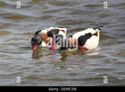 Close up détaillées d'un couple de mâles matures Shelducks (Tadorna tadorna) Ensemble de nourriture dans les zones humides Banque D'Images