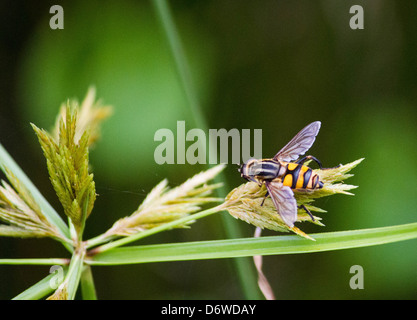 Photo macro d'un hoverfly Banque D'Images