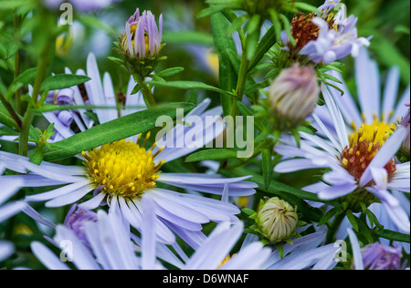 Mauve sauvage marguerites. Banque D'Images