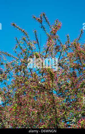 Cerisier en fleurs au printemps. Banque D'Images