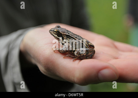 Heiligenhafen, Allemagne, une grenouille (Rana temporaria) sur une main Banque D'Images