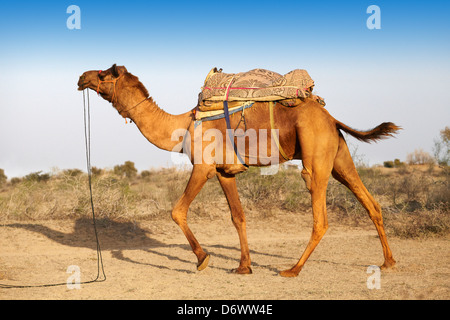 Chameau dans le désert de Thar, Rajasthan, Inde