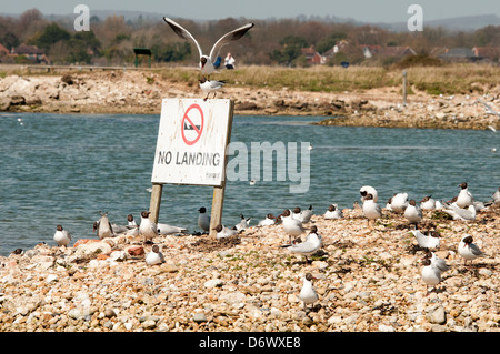 Noir commun mouettes nichent sur zone protégée dans la réserve naturelle de Hayling Island Banque D'Images