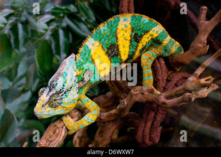 Caméléon en terrarium en verre. Banque D'Images