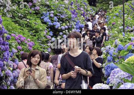 En regardant l'Hydrangea traditionnelle ville Kamakura Banque D'Images