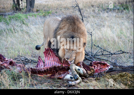 Lion mange zèbre dans la brousse. Parc de l'antilope, le Zimbabwe, l'Afrique. Banque D'Images