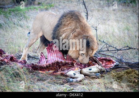 Lion mange zèbre dans la brousse. Parc de l'antilope, le Zimbabwe, l'Afrique. Banque D'Images