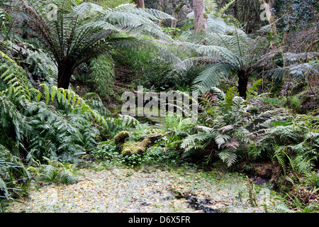 Étang et les plantes dans les jardins de sculptures Tremenheere Cornwall UK Banque D'Images