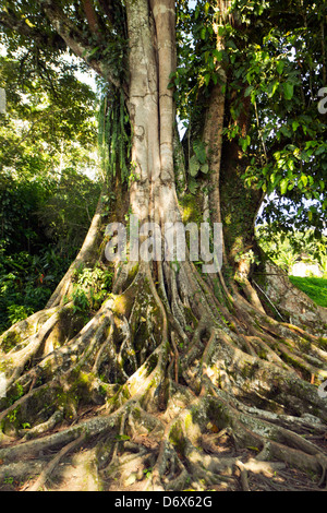 Grand Ficus arbre dans la forêt tropicale primaire avec racines contrefort, Equateur Banque D'Images