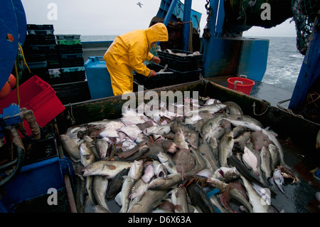 Fisherman sortes de captures de morue de l'Atlantique (Gadus morhua) et peu tachetée (Leucoraja erinacea) sur le pont du chalutier de pêche Banque D'Images