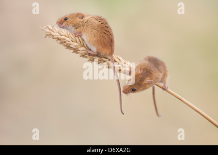 Deux souris récolte sur l'épi de blé Banque D'Images