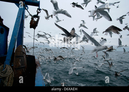 Goéland argenté (Larus argentatus) s'alimentent sur les prises accessoires de la pêche dragger. Banc Stellwagen Banques, New England, United States Banque D'Images