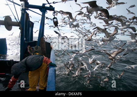 Goéland argenté (Larus argentatus) s'alimentent sur les prises accessoires de la pêche dragger. Banc Stellwagen Banques, New England, United States Banque D'Images