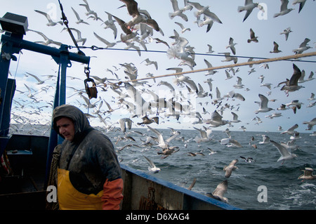 Goéland argenté (Larus argentatus) s'alimentent sur les prises accessoires de la pêche dragger. Banc Stellwagen Banques, New England, United States Banque D'Images