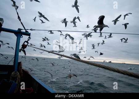 Goéland argenté (Larus argentatus) s'alimentent sur les prises accessoires de la pêche dragger. Banc Stellwagen Banques, New England, United States Banque D'Images