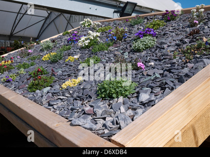 Bardeaux d'ardoise et de plantes alpines sur abri de jardin toit, Norfolk, Angleterre Banque D'Images