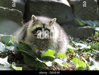 Le raton laveur dans le Taunus, Hesse, Allemagne Banque D'Images