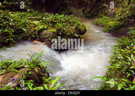 Ruisseau coule à travers la forêt tropicale en Amazonie équatorienne. Banque D'Images