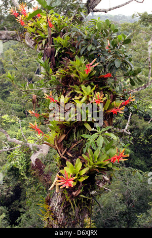 Bromeliads croissant sur une branche d'un grand arbre Ceibo au-dessus de la forêt vierge, de l'Équateur. Banque D'Images