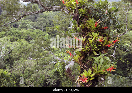 Bromeliads croissant sur une branche d'un grand arbre Ceibo au-dessus de la forêt vierge, de l'Équateur. Banque D'Images