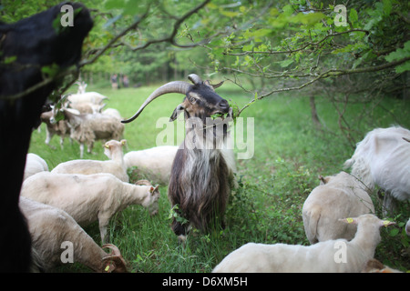 Flensbug, l'Allemagne, blanc et gris-duc d'Heath moutons dans un pré Banque D'Images