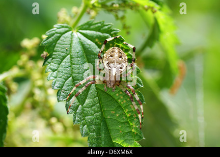 Grosse araignée effrayante sur la feuille verte Banque D'Images