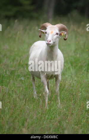 Flensbug, Allemagne, blanc-duc moorland sheep in a meadow Banque D'Images
