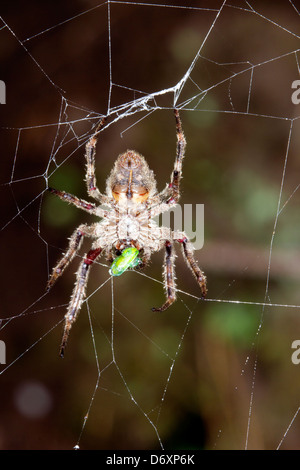 Orb Spider web-amazonienne de manger un insecte Banque D'Images