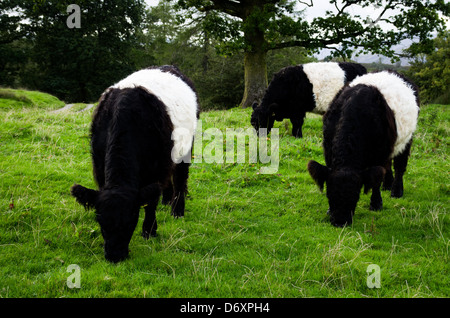 Trois vaches noir et blanc mange de l'herbe de pâturage. Banque D'Images