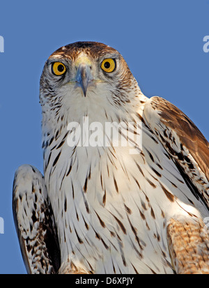 Bonellis Hieraaetus fasciatus Aigle, Portrait Banque D'Images