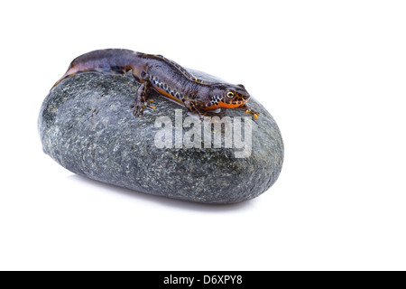 Ichthyosaura alpestris triton alpestre (Triturus alpestris),sur une pierre Banque D'Images