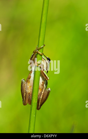 Moyen-orient tree frog hanging on stem Banque D'Images