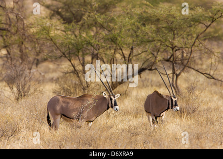 Oryx gazella sur la savane, Samburu, Kenya Banque D'Images