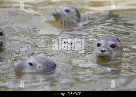 Friedrichskoog, l'Allemagne, les jeunes phoques nager dans une piscine Banque D'Images