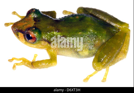 Pristimantis (grenouille pluie lorgnant lacrimosus) de l'Equateur Banque D'Images